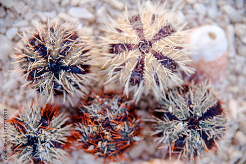 Sea urchin at the shore of Sombrero Island, Masbate, Philippines