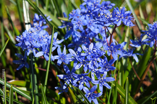 Scilla bifolia or scilla or alpinesquill blue flowers in sunlight