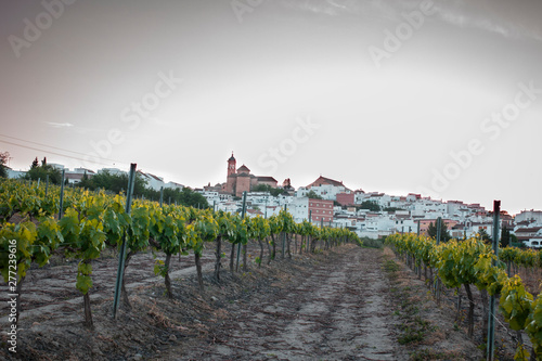 paisaje de viñedos para hacer vino en europa