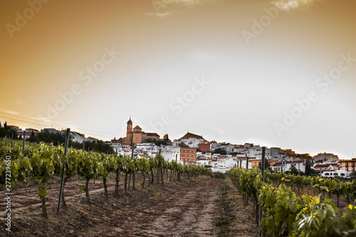 paisaje de viñedos para hacer vino en europa