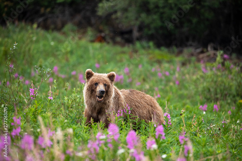 Wilder Grizzlybär in Kanada