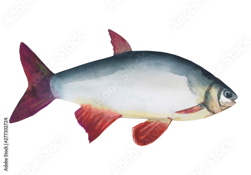 Fish river roach isolated on white background (Scardinius erythrophthalmus).Watercolor painting. Handmade drawing. Isolated on white