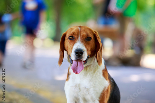 The dog breed American Foxhound