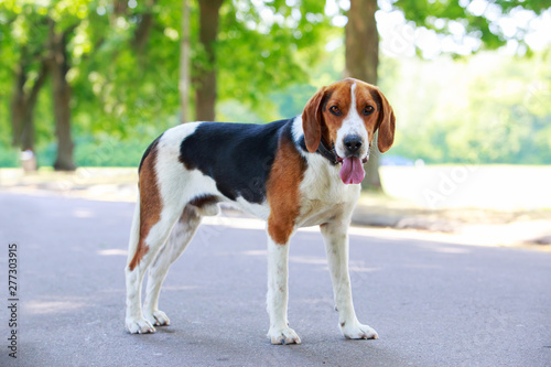 The dog breed American Foxhound