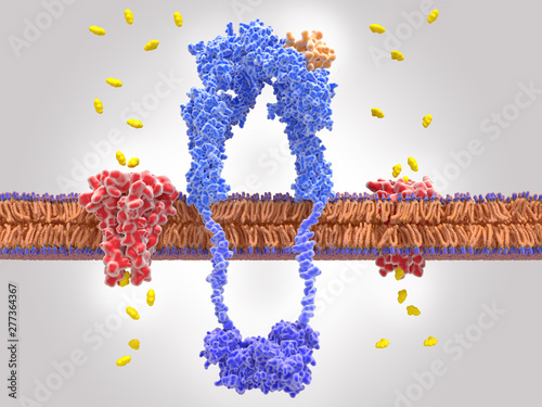 Binding of insulin to the insulin receptor leads to glucose uptake into the cell