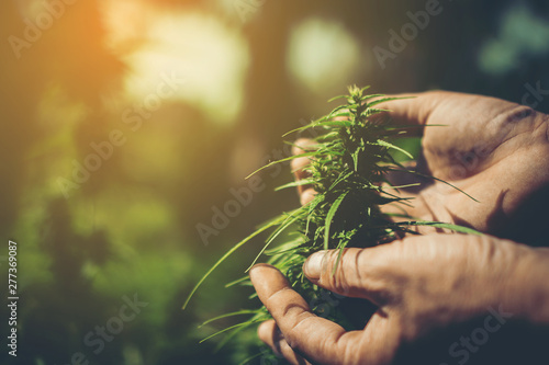Hand of farmer holding cannabis at farm.