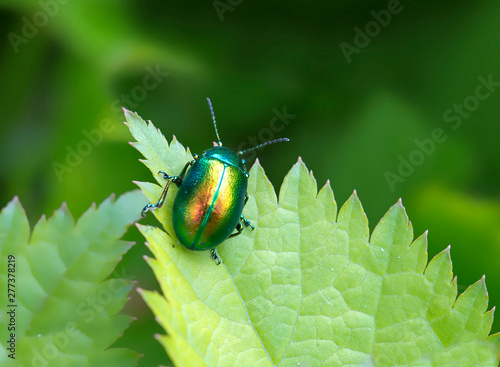 Mint Beetle. Small beetle, head, elytra shiny, shimmer in different colors. Top green body color is replaced by Golden or copper-red. Body length 5-6 mm. beetles the Adult beetles eat the leaves holes