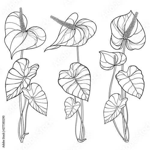 Set of outline tropical plant Anthurium or Anturium flower bunch with leaves in black isolated on white background.