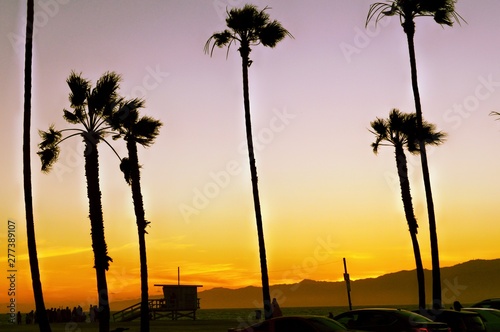 Sunset Palms, Venice Beach, CA.