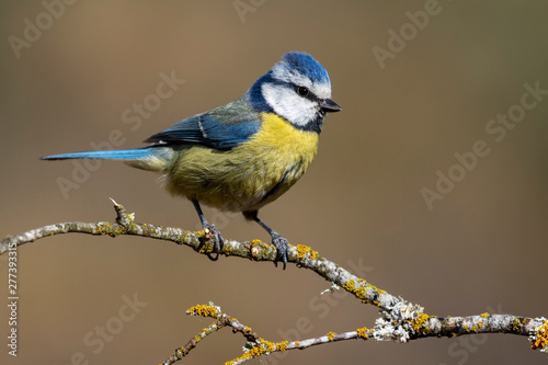 blue tit, (Cyanistes caeruleus), perched on the branch of a tree