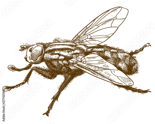 engraving illustration of fly insect