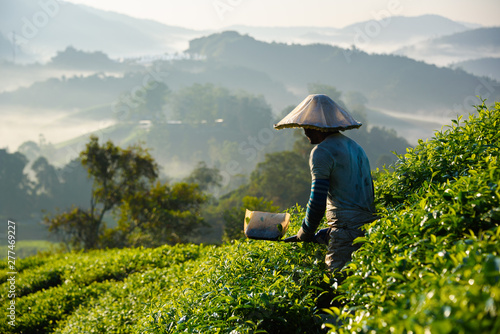 Worker collecting tea leafs at tea plantation during sunrise in Cameron Highlands, Malaysia