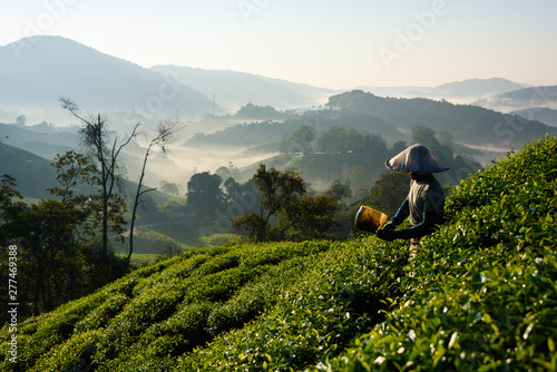 Worker collecting tea leafs at tea plantation during sunrise in Cameron Highlands, Malaysia