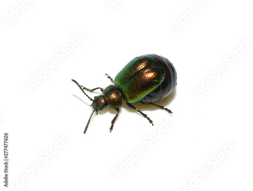Green dock beetle Gastrophysa viridula female swollen with eggs isolated on white background