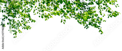 Birch twigs with the young lush green leaves hang down isolated on white. Natural birch background located on top of the picture.