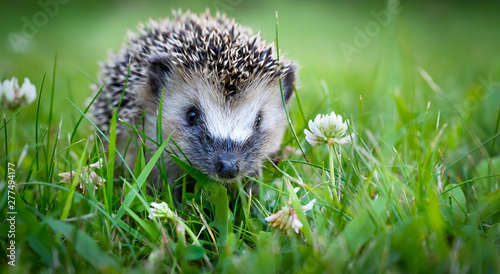 Cute hedgehog on a green grass