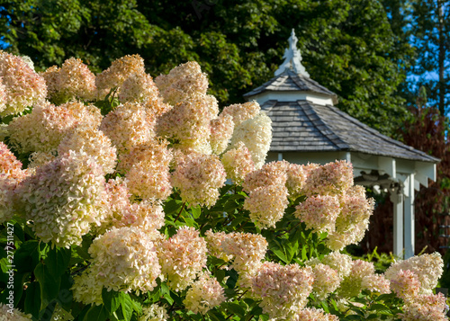 A large peegee hydrangea (Hydrangea paniculata 'Grandiflora') in the foreground with a gazebo in the background.