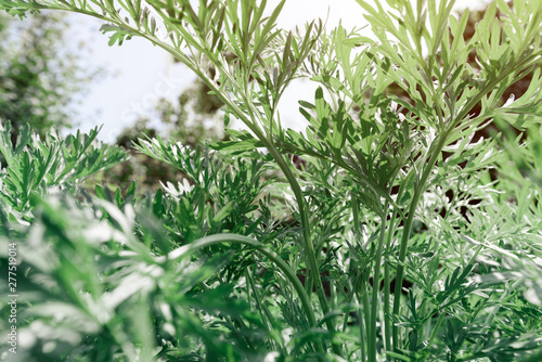 Common wormwood in garden