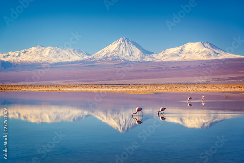 Snowy Licancabur volcano in Andes montains reflecting in the wate of Laguna Chaxa with Andean flamingos, Atacama salar, Chile