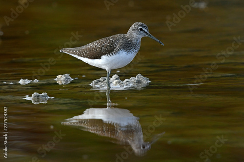 Waldwasserläufer (Tringa ochropus) - Green sandpiper