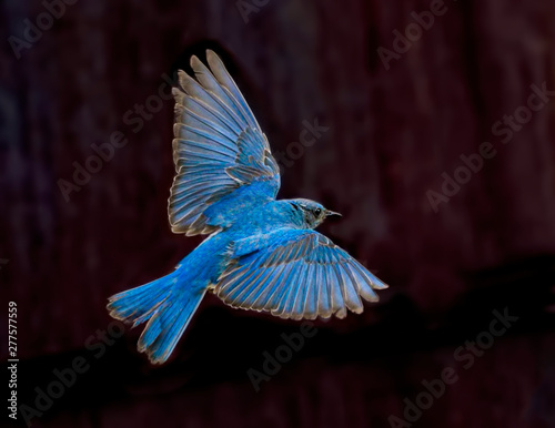 Blue Beauty – A male mountain bluebird spreads its wings and brakes for a landing near its nest. Silverthorne, Colorado.