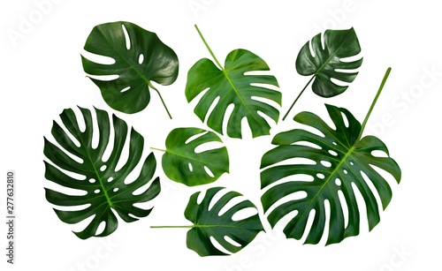 Monstera, Swiss Cheese Plant, tropical leaves, isolated on white background