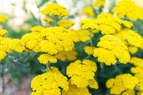 Closeup of yellow flowers of achillea moonshine yarrow plant with bokeh background