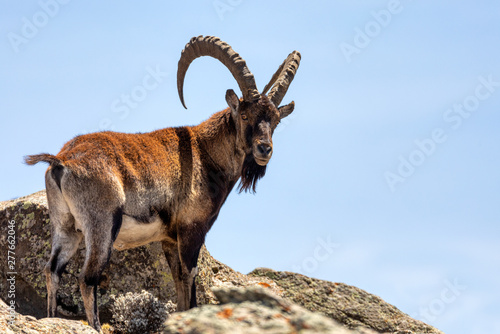 Very rare Walia ibex, Capra walia, one of the rarest ibex in world. Only about 500 individuals survived in Simien Mountains National park in Northern Ethiopia, Africa