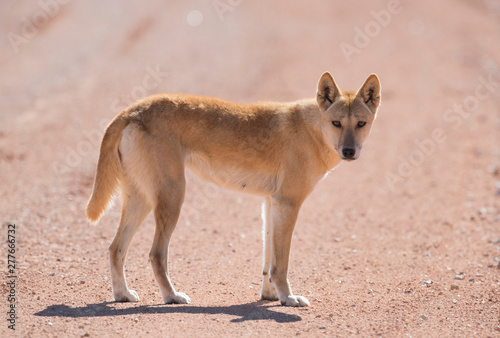 Wild Dingo in the outback desert country of Queensland, Australia.