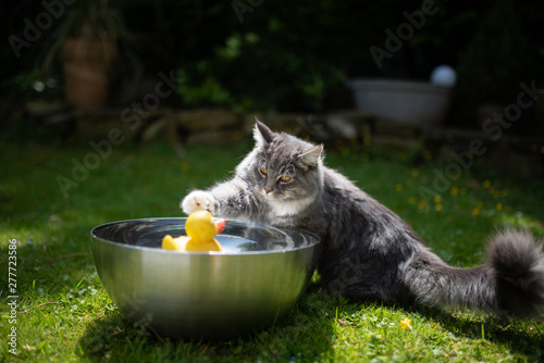 young playful blue tabby maine coon cat playing with yellow rubber duck swimming on water in a metal bowl outdoors in the back yard on a hot and sunny summer day