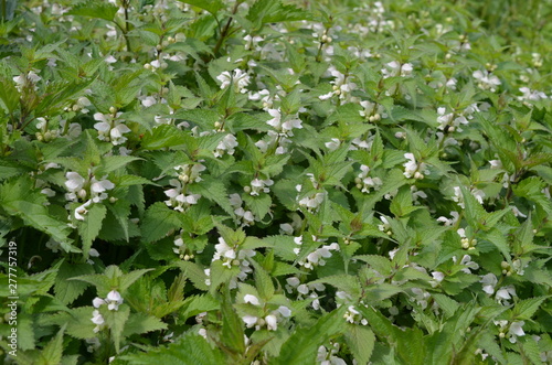 Jasnota biała, grupa kwitnących roślin, Lamium album 