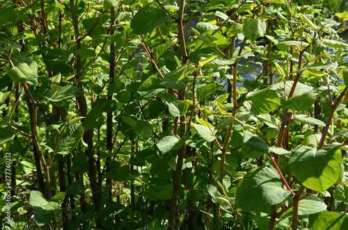 Rdestowiec japoński, zielone pędy, stanowisko roślin, Reynoutria japonica, rdestowiec ostrokończysty