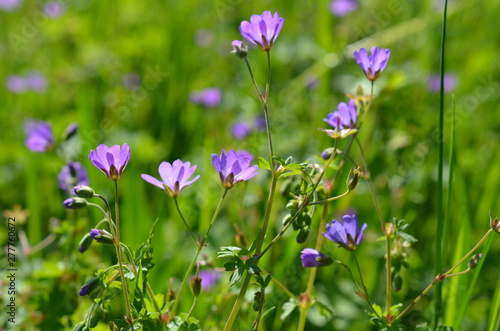 Bodziszek drobny w fazie kwitnienia, Geranium pusillum