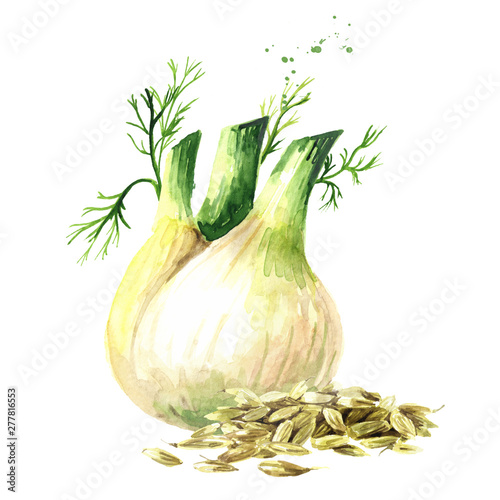 Fennel bulb and fennel seeds. Watercolor hand drawn illustration, isolated on white background