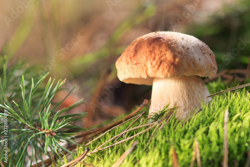 Beautiful fresh Edible Mushrooms, porcini mushrooms in the woods