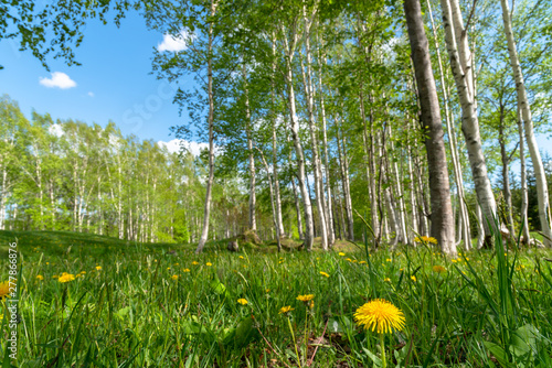 Beautiful forest scenery view, blue sky on background. Nature landscape in sunny day summer time