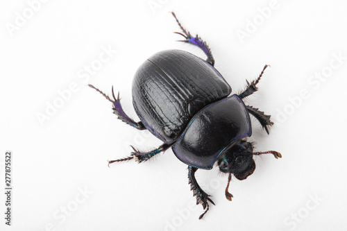 Beetle dung macro white background