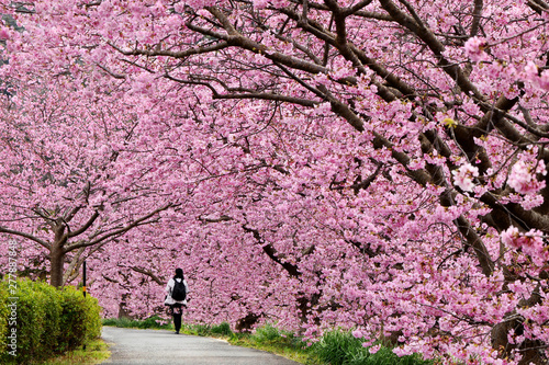 Beautiful view of Kawazu Sakura (Pink Cherry Blossom) tunnel in Minami Izu town, Shizuoka, Japan