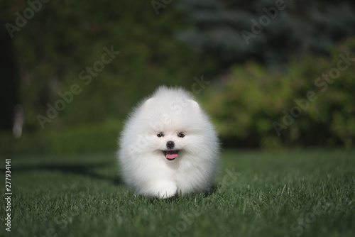 Little beautiful funny white dog German spitz puppy on green grass runs plays and sits