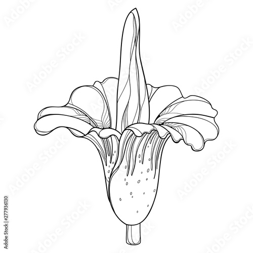 Outline tropical Amorphophallus titanum or titan arum or corpse flower in black isolated on white background. Ornate contour rare Amorphophallus plant for summer design or coloring book.
