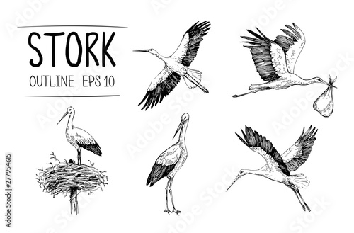 Sketch of stork illustrations. Hand drawn illustrations converted to vector