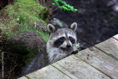 raccoon on a boardwalk 