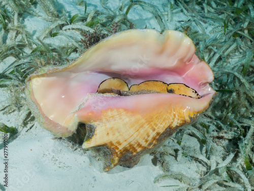 A Queen conch (Strombus gigas) lies on a shallow seagrass bed in the Caribbean Sea.