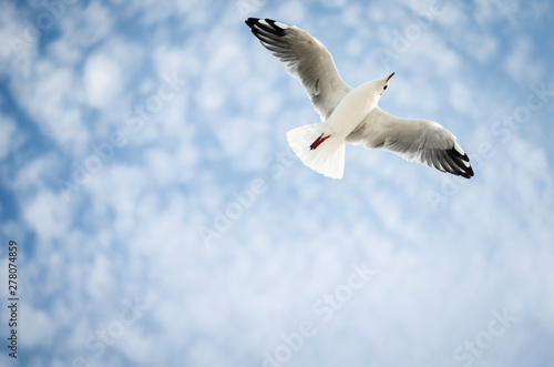 SEAGULL