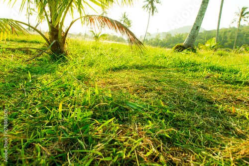 Wild glade with green grass on foreground and palm