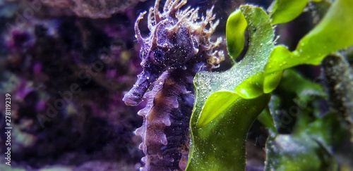 Profile of Mediterranean Seahorse in Saltwater aquarium tank - Hippocampus guttulatus