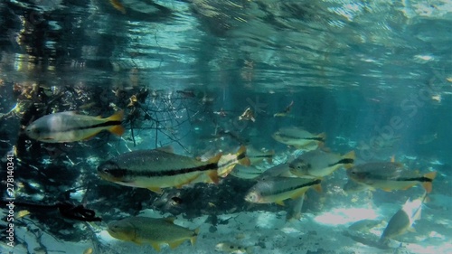 Flotation in the Triste River, Nobres, Mato Grosso Brazil. Beautiful shoal of fishes. Great landscape. Vacation travel. Travel destination. Touristic point.