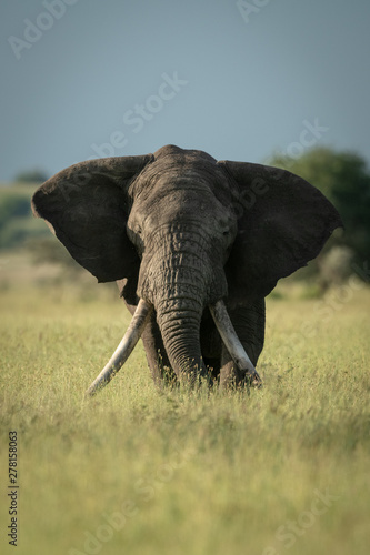 African bush elephant stands eating long grass