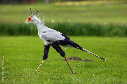 The secretarybird or secretary bird (Sagittarius serpentarius) . The secretary bird with green background.