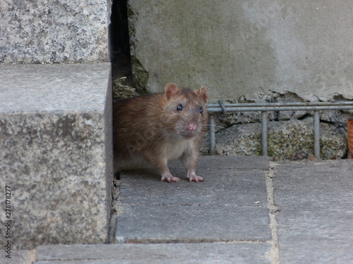 Brown rat